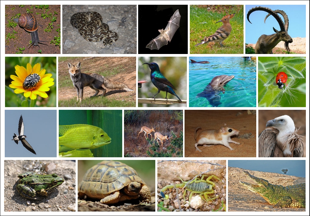Different Animals and Nature